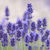 Lavender flower Natural look of Lavender flowers Lavandula stock photo © szabiphotography