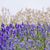 Lavender flower Natural look of Lavender flowers Lavandula stock photo © szabiphotography