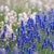 Lavender flower Natural look of Lavender flowers Lavandula stock photo © szabiphotography