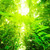 自然 · 熱帶 · 熱帶雨林 · 難以置信 · 森林 - 商業照片 © szefei