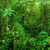 奇妙 · 熱帶 · 熱帶雨林 · 景觀 · 早晨 · 樹 - 商業照片 © szefei