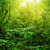 奇妙 · 熱帶 · 森林 · 難以置信 · 綠色 - 商業照片 © szefei
