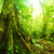 奇妙 · 熱帶 · 森林 · 難以置信 · 熱帶雨林 · 視圖 - 商業照片 © szefei