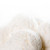 Coconut ice cream close up stock photo © szefei