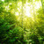 奇妙 · 熱帶 · 叢林 · 難以置信 · 視圖 · 太陽 - 商業照片 © szefei