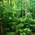 難以置信 · 熱帶 · 森林 · 奇妙 · 叢林 - 商業照片 © szefei
