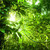 自然 · 熱帶 · 綠色 · 森林 · 奇妙 - 商業照片 © szefei