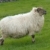 愛爾蘭的 · 羊 · 鄉村 · 愛爾蘭 · 春天 · 農場 - 商業照片 © t3mujin