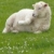 愛爾蘭的 · 羊 · 鄉村 · 愛爾蘭 · 春天 · 農場 - 商業照片 © t3mujin