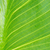 jasne · zielony · liść · tekstury · charakter · roślin - zdjęcia stock © taden