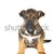 perro · marrón · pelo · animales · estudio · hermosa · mascotas - foto stock © taden
