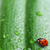 jasne · zielony · liść · Ladybug · kropla · wody · wody - zdjęcia stock © taden