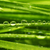 świeże · trawy · zielona · trawa · kroplami · wody · wody - zdjęcia stock © taden