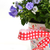  campanula flowers stock photo © taden