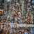 reeds on frozen pond stock photo © taden