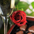 champagne and red rose stock photo © taden