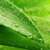 zielony · liść · kropla · wody · wody · roślin · spadek - zdjęcia stock © taden