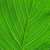 jasne · zielony · liść · tekstury · charakter · roślin - zdjęcia stock © taden