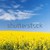 domaine · or · floraison · ciel · bleu · nature · paysage - photo stock © THP