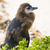 Moulting Juvenile African Penguin stock photo © THP
