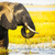 Chobe National Park Elephant stock photo © THP