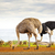 Ostrich Family With Chicks stock photo © THP