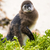 Molting Penguin Chick stock photo © THP