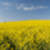 domaine · panorama · or · floraison · ciel · bleu · récolte - photo stock © THP