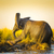 olifanten · spelen · modder · olifant · rivieroever · zonsondergang - stockfoto © THP