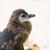 Moulting Juvenile African Penguin stock photo © THP