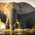 Chobe National Park Elephant stock photo © THP