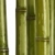 wide bamboo background stock photo © tiero