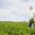 Carrot farmer in a carrot field on a farm stock photo © tish1