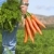 морковь · фермер · области · фермы · трава · здоровья - Сток-фото © tish1