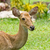 portrait of deer stock photo © tungphoto