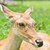 portrait of deer stock photo © tungphoto
