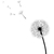 Vector illustration of dandelion with flying seeds isolated on w stock photo © tuulijumala