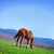 природы · лошади · области · небе · весны · пейзаж - Сток-фото © tycoon