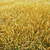 wheat field stock photo © tycoon