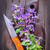aroma · iarbă · oregano · alimente · lemn · sănătate - imagine de stoc © tycoon