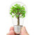 Tree in a light bulb stock photo © unikpix