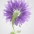 抽象的な · ライラック · 花 · スタイリッシュ · デザイン · 自然 - ストックフォト © ussr