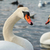 White swans. stock photo © vapi