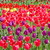 Many colorful tulips stock photo © vapi