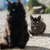 gruppo · gatti · seduta · guardando · fotocamera · nero - foto d'archivio © vapi