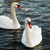 White swans. stock photo © vapi