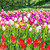 Tulips in the park stock photo © vapi