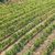 Weinberg · grünen · Bereich · gerade · Frühling - stock foto © vapi