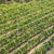 Weinberg · grünen · Bereich · gerade · Frühling - stock foto © vapi