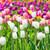 Field of tulips stock photo © vapi